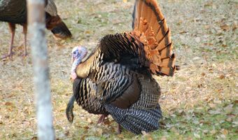 6 Parkers Ferry Rd, Adams Run, SC 29426