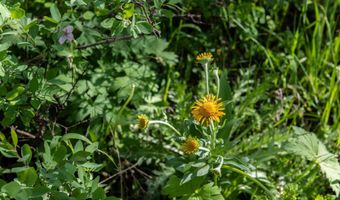 CARROLL Lane, Daniel, WY 83115