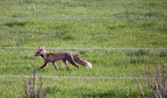 950 Miles, Bancroft, ID 83217