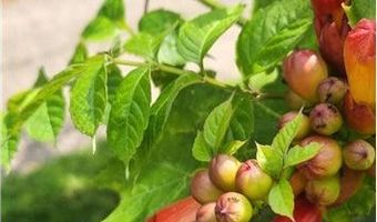 1019 Ash St, Alexandria, MN 56308