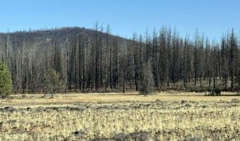 Bull Pine, Beatty, OR 97621