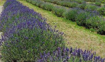 PURPLE ADOBE LAVENDER FARM 25 Private Drive 1622, Abiquiu, NM 87510
