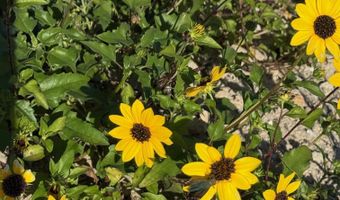 1187 Alligator Dr, Alligator Point, FL 32346