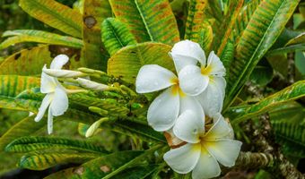 15-1642 6TH Ave, Keaau, HI 96749