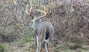 447 County Road 215, Abbeville, MS 38601