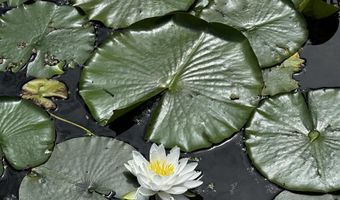 N5978 W ALASKA LAKE Road, Algoma, WI 54201