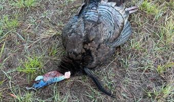 TBD Binnicker Bridge Road, Bamberg, SC 29003