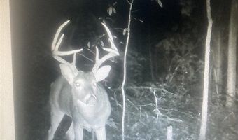 McKinley Guffey, Albany, KY 42602