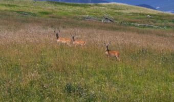 77 Sand Creek Ranch Rd, Buffalo, WY 82834