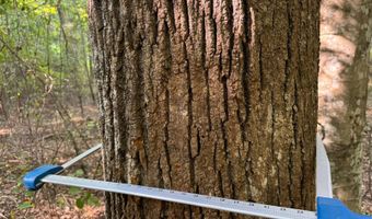 0 Military Rd, Beaverton, AL 35544