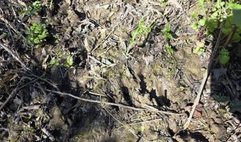 Bogue Chitto Road, Bogue Chitto, MS 39629