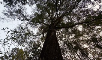 0 Progress Road Rd, Beaumont, MS 39423