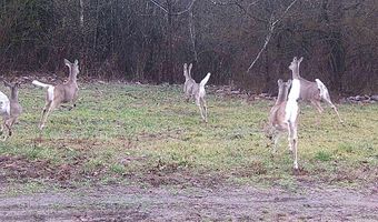 8380 Hwy 207, Anderson, AL 35610