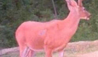 Co Rd 2337, Bay Springs, MS 39422