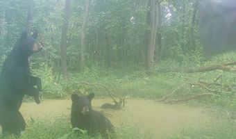 Simons Rd, Alma, WI 54610