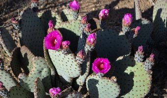2641 S Javalina Rd, Yucca, AZ 86438