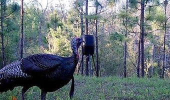 259 Forest Lake Rd, Beaumont, MS 39423