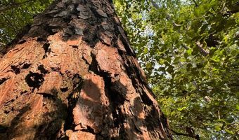 0 Military Rd, Beaverton, AL 35544