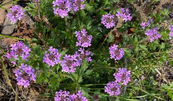 Lot 31-33 Whispering Pines Way, Antlers, OK 74523