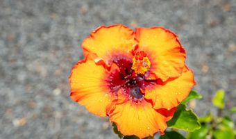 396 Kahiki St, Kahului, HI 96732