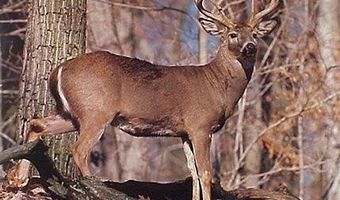 6 Parkers Ferry Rd, Adams Run, SC 29426