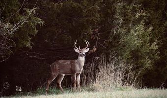 3295 Dye Ford Rd, Alvaton, KY 42122