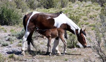 4 Camp Bonanza Rd, Cold Creek, NV 89124