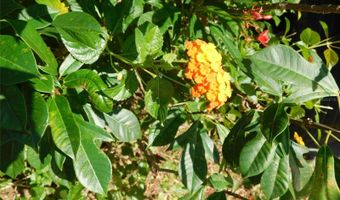 11739 SW LEMON Ave, Arcadia, FL 34269