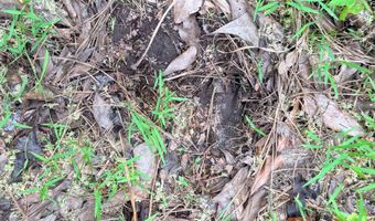 Goldenrod Drive, Barnwell, SC 29812