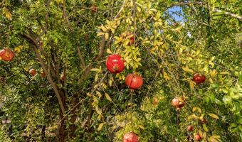 7655 E Silver Dollar Ln, Anaheim, CA 92808