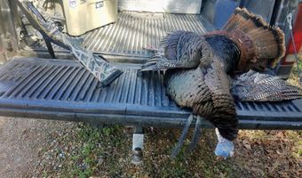 Reeves Road, Ashland, MS 38603