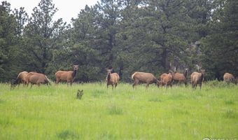 Old Flowers Rd, Bellvue, CO 80512