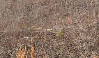 85 6+/- Acres County Road 2291, Booneville, MS 38829