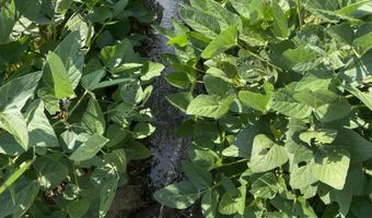 Straight Bayou Road, Anguilla, MS 38721