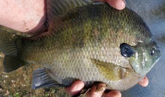 6150 SHOAL CREEK Rd 124+/- Acres, Ashville, AL 35953