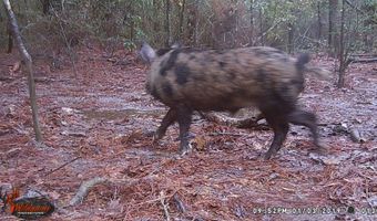 Lower Bay Road, Bay St. Louis, MS 39520