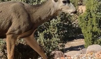 1533 S Cedar Bluffs Dr, Cedar City, UT 84720
