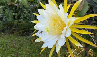 87-493 KAOHE MAUKA Rd, Captain Cook, HI 96704