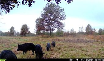 120 CR 4316 Rd, De Kalb, TX 75559