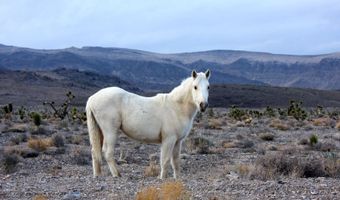 Sir Turner Drive APN # 095-01-711-034, Cold Creek, NV 89124