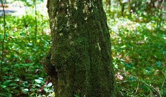 Airport Rd lot 0, Bassett, VA 24055