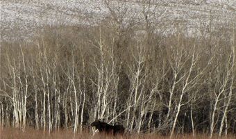 Ranger Way lot Bvr 942-3, Belfry, MT 59008