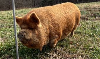 1383 HogBack Rd, Albany, KY 42602