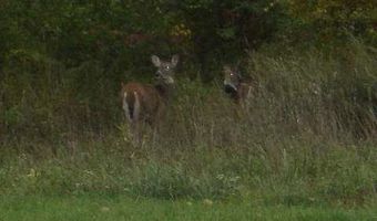 1003 SAW Ml, Adrian, MI 49221