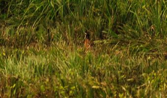 1037 Cr 300, Big Creek, MS 38914