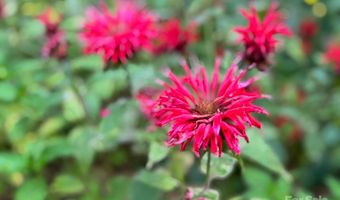 297 Hillside St, Asheville, NC 28801