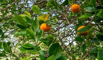 597 PUUOPAE Rd, Kapaa, HI 96746