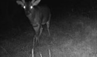 34655 Co Rd 49, Beaverton, AL 35544