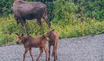 45161 Glenn Hwy, Chickaloon, AK 99674