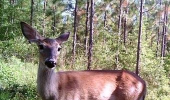 259 Forest Lake Rd, Beaumont, MS 39423